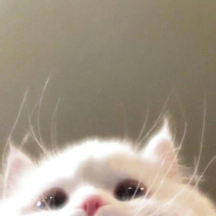 爱吃西红柿