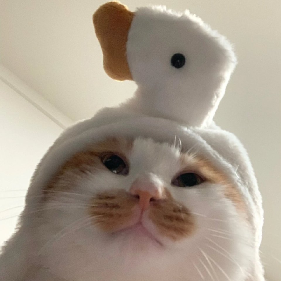 头像