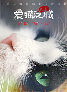 爱猫之城